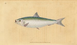 Europäische Sardine, Sardina pilchardus. Handkolorierte Kupferstichzeichnung und -gravur von Edward Donovan aus seiner „Natural History of British Fishes“, Donovan und F.C. und J. Rivington, London