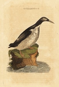 Trottellumme, Uria aalge