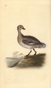 Schnatterente (weiblich), Anas strepera. Handkolorierter Kupferstich gezeichnet und gestochen von Edward Donovan aus seinem eigenen „Natural History of British Birds“, London von Edward Donovan