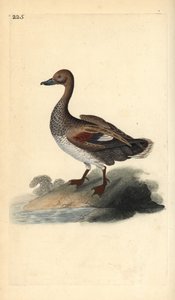 Schnatterente (männlich), Anas strepera. Handkolorierte Kupferstichzeichnung und -gravur von Edward Donovan aus seiner „Natural History of British Birds“, London von Edward Donovan
