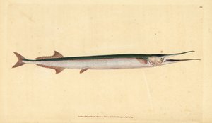 Hornhecht, Belone belone. Handkolorierte Kupferstichzeichnung und -gravur von Edward Donovan aus seiner „Natural History of British Fishes“, Donovan und F.C. und J. Rivington, London