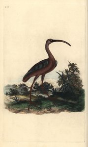 Brauner Sichler, Plegadis falcinellus. Handkolorierter Kupferstich von Edward Donovan aus seiner eigenen „Natural History of British Birds“, London