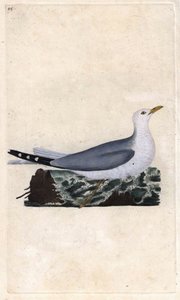 Möwe. Larus canus. Kupferstich von Edward Donovan, veröffentlicht in Histoire naturelle des oiseaux britanniques, London von Edward Donovan