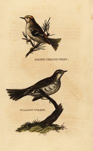 Wintergoldhähnchen, Regulus regulus, und Fitis, Phylloscopus trochilus