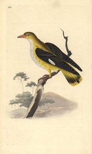 Pirol (Weibchen), Oriolus oriolus. Handkolorierter Kupferstich von Edward Donovan aus seiner eigenen „Natural History of British Birds“, London