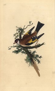 Stieglitz, Carduelis carduelis. Handkolorierte Kupferstich von Edward Donovan aus seiner Natural History of British Birds, London von Edward Donovan