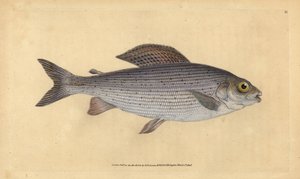 Äsche, Thymallus thymallus. Handkolorierte Kupferstichzeichnung und -gravur von Edward Donovan aus seiner „Natural History of British Fishes“ von Edward Donovan
