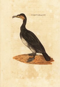 Kormoran, Phalacrocorax carbo von Edward Donovan