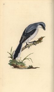 Raubwürger, Lanius excubitor. Handkolorierte Kupferstichzeichnung und -gravur von Edward Donovan aus seiner „Natural History of British Birds“ von Edward Donovan