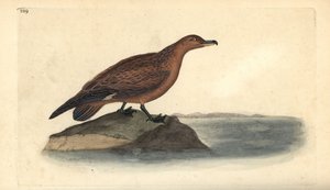 Große Raubmöwe, Stercorarius skua. Handkolorierte Kupferstichzeichnung und -gravur von Edward Donovan aus seiner Natural History of British Birds, London von Edward Donovan