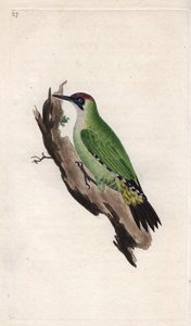 Grünspecht, Picus viridis. Kupferstich von Edward Donovan, veröffentlicht in „Histoire naturelle des oiseaux britanniques“ von Edward Donovan