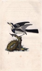 Graue Bachstelze. Motacilla alba. Kupferstich von Edward Donovan (1768-1837), veröffentlicht in Histoire naturelle des oiseaux britanniques, London von Edward Donovan