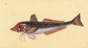 Grauer Knurrhahn, Eutrigla gurnardus (Trigla gurnardus). Handkolorierte Kupferplatte gezeichnet und graviert von Edward Donovan aus seiner Naturgeschichte der britischen Fische, Donovan und F.C. und J. Rivington, London