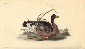 Graugans, Anser anser. Handkolorierte Kupferplatte gezeichnet und graviert von Edward Donovan aus seiner eigenen „Natural History of British Birds,“ London von Edward Donovan