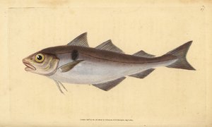 Schellfisch, Melanogrammus aeglefinus (Gadus aeglefinus). Gefährdet. Handkolorierte Kupferstichzeichnung und -gravur von Edward Donovan aus seiner Natural History of British Fishes, Donovan und F.C. und J. Rivington, London
