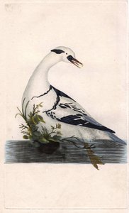 Zwergsäger, Mergus albellus. Kupferstich von Edward Donovan, veröffentlicht in „Histoire naturelle des oiseaux britanniques“ von Edward Donovan