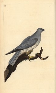 Kornweihe, Circus cyaneus. Handkolorierte Kupferplatte gezeichnet und graviert von Edward Donovan aus seiner eigenen „Natural History of British Birds,“ London