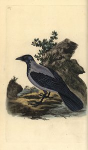 Nebelkrähe, Corvus cornix. Handkolorierter Kupferstich gezeichnet und gestochen von Edward Donovan aus seinem eigenen „Natural History of British Birds“, London