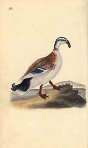 Haken-Schnabelente, Anas platyrhynchos. Handkolorierte Kupferplatte gezeichnet und graviert von Edward Donovan aus seiner eigenen „Natural History of British Birds,“ London von Edward Donovan