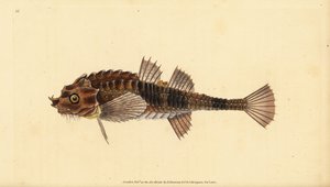 Hakennase, Agonus cataphractus (Pogge oder gepanzerter Stierkopf, Cottus cataphractus). Handkolorierte Kupferplatte gezeichnet und graviert von Edward Donovan aus seiner Naturgeschichte der britischen Fische, Donovan und F.C. und J. Rivington, London