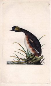 Ohrentaucher. Podiceps auritus (Colymbus auritus). Kupferstich von Edward Donovan (1768-1837), veröffentlicht in Naturgeschichte der britischen Vögel, London
