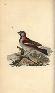 Haussperling, Pour domesticus. Handkolorierter Kupferstich von Edward Donovan aus seiner eigenen „Natural History of British Birds“, London von Edward Donovan