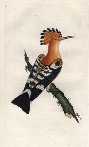 Wiedehopf. Upupa epops. Kupferstich von Edward Donovan (1768-1837), veröffentlicht in „Histoire naturelle des oiseaux britanniques“, London