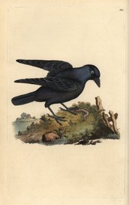 Dohle, Corvus monedula, mit Wurm. Handkolorierte Kupferstichgravur aus „Natural History of British Birds“ von Edward Donovan