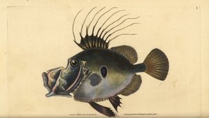 Petersfisch, Zeus faber. Handkolorierte Kupferstichzeichnung und -gravur von Edward Donovan aus seiner „Natural History of British Fishes“