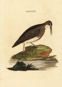 Zwergstrandläufer, Calidris minutilla