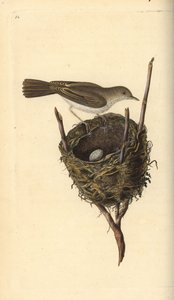 Klappergrasmücke, Sylvia communis, mit Nest und Ei. Handkolorierte Kupferstich von Edward Donovan aus seiner Natural History of British Birds, London