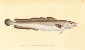 Lengfisch, Molva molva (Gadus molva). Handkolorierter Kupferstich von Edward Donovan aus seiner „Natural History of British Fishes“, Donovan und F.C. und J. Rivington, London