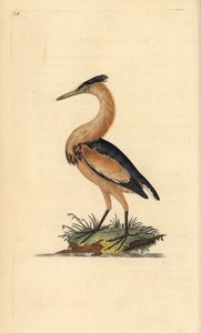 Zwergdommel, Ixobrychus minutus. Handkolorierte Kupferplatte gezeichnet und graviert von Edward Donovan aus seiner Natural History of British Birds, London
