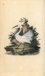 Seidenreiher, Egretta garzetta. Handkolorierte Kupferplatte gezeichnet und graviert von Edward Donovan aus seiner eigenen „Natural History of British Birds,“ London von Edward Donovan