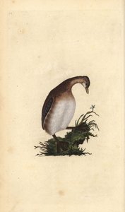 Zwergtaucher, Tachybaptus ruficollis. Handkolorierte Kupferplatte gezeichnet und graviert von Edward Donovan aus seiner Natural History of British Birds, London