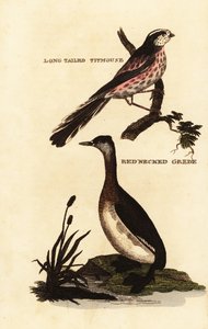 Schwanzmeise oder Langschwanzmeise, Aegithalos caudatus und Rothalstaucher, Podiceps grisegena von Edward Donovan