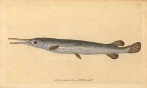 Langnasenhecht, Lepisosteus osseus. Handkolorierte Kupferstichzeichnung und -gravur von Edward Donovan aus seiner „Natural History of British Fishes“, Donovan und F.C. und J. Rivington, London von Edward Donovan