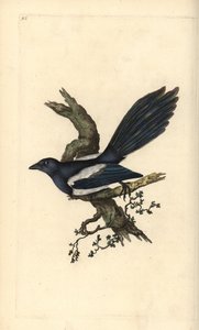 Elster, Pica pica. Handkolorierte Kupferstichzeichnung und -gravur von Edward Donovan aus seiner „Natural History of British Birds“ von Edward Donovan
