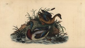 Stockenten, Anas platyrhynchos, Männchen und Weibchen. Handkolorierte Kupferstichgravur aus „Natural History of British Birds“ von Edward Donovan von Edward Donovan