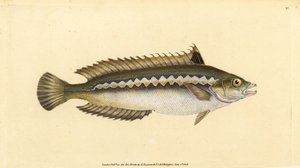 Mittelmeer-Regenbogenlippfisch, Coris julis. Handkolorierte Kupferstichzeichnung und -gravur von Edward Donovan aus seiner „Natural History of British Fishes“, Donovan und F.C. und J. Rivington, London