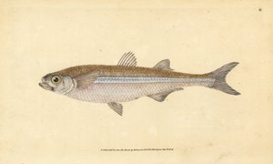 Mittelmeer-Sandaal oder Europäische Ätherine, Atherina hepsetus. Handkolorierte Kupferplatte gezeichnet und graviert von Edward Donovan aus seiner Naturgeschichte der britischen Fische, Donovan und F.C. und J. Rivington, London
