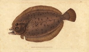 Scholle oder Flunder, Lepidorhombus whiffiagonis (Pleuronectes megastoma). Handkolorierte Kupferplatte gezeichnet und graviert von Edward Donovan aus seiner Naturgeschichte der britischen Fische, Donovan und F.C. und J. Rivington, London von Edward Donovan
