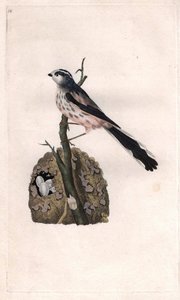 Schwanzmeise (Aegithalos caudatus). Kupferstich von Edward Donovan, veröffentlicht in Histoire naturelle des oiseaux britanniques, London von Edward Donovan