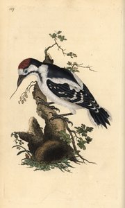 Mittelspecht, Dendrocopos medius. Handkolorierte Kupferstichzeichnung und -gravur von Edward Donovan aus seinem eigenen „Natural History of British Birds“, London von Edward Donovan