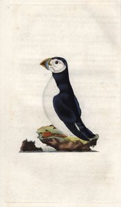 Papageitaucher. Fratercula arctica (Alca arctica). Kupferstich von Edward Donovan (1768-1837), veröffentlicht in Histoire naturelle des oiseaux britanniques, London von Edward Donovan