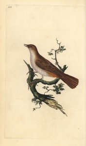 Nachtigall, Luscinia megarhynchos. Handkolorierter Kupferstich gezeichnet und gestochen von Edward Donovan aus seinem eigenen „Natural History of British Birds“, London von Edward Donovan
