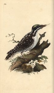 Dreizehenspecht, Picoides tridactylus. Handkolorierte Kupferstich von Edward Donovan aus seiner Natural History of British Birds, London von Edward Donovan