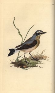 Steinschmätzer, Oenanthe oenanthe. Handkolorierter Kupferstich gezeichnet und gestochen von Edward Donovan aus seinem eigenen „Natural History of British Birds“, London von Edward Donovan