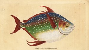 Opah oder Königfisch, Lampris guttatus (Zeus luna). Handkolorierte Kupferplatte gezeichnet und graviert von Edward Donovan aus seiner Natural History of British Fishes, Donovan und F.C. und J. Rivington, London von Edward Donovan