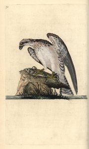Fischadler, Pandion haliaetus, stehend auf einem gefangenen Fisch. Handkolorierte Kupferplatte gezeichnet und graviert von Edward Donovan aus seiner Natural History of British Birds, London von Edward Donovan